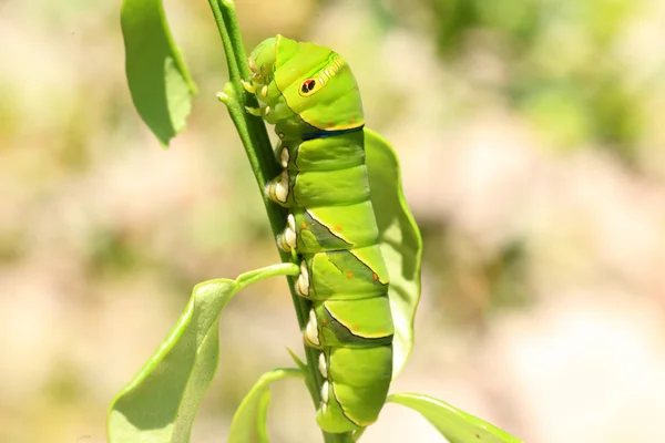 Larva Asian Swallowtail (Papilio xuthus) di Jepang — Stok Foto