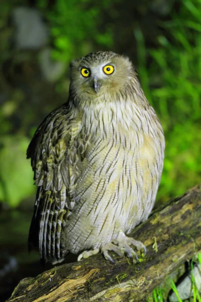 Blakiston 's Fish Owl (Bubo blakistoni) in Hokkaido, Japan — стоковое фото