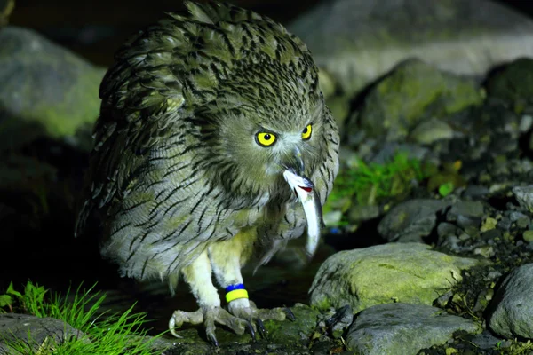 Gufo di pesce di Blakiston (Bubo blakistoni) a Hokkaido, Giappone — Foto Stock