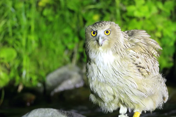 Gufo di pesce di Blakiston (Bubo blakistoni) a Hokkaido, Giappone — Foto Stock