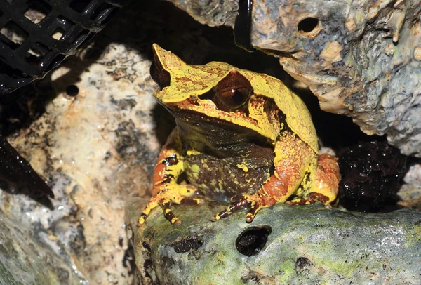 Long-nosed horned frog (Megophrys nasuta) — Stock Photo, Image