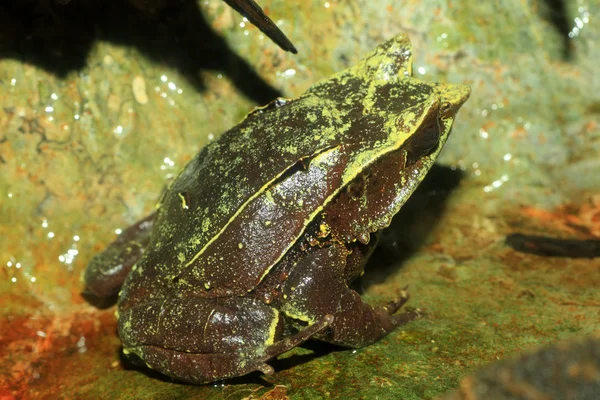 긴 코 발 정된 개구리 (megophrys nasuta) — 스톡 사진