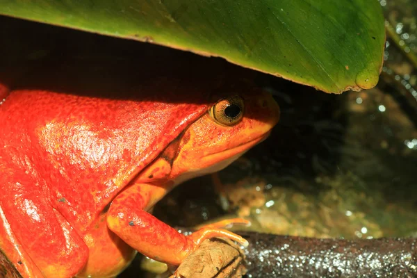 잎에 숨겨진 거짓 토마토 개구리 (dyscophus guineti) — 스톡 사진