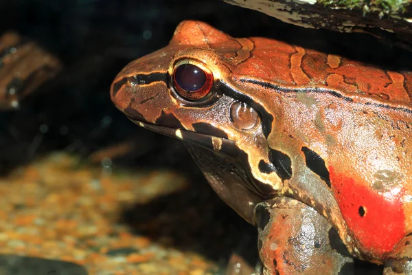 Żaba Smokey dżungli (pentadactylus błotny) — Zdjęcie stockowe