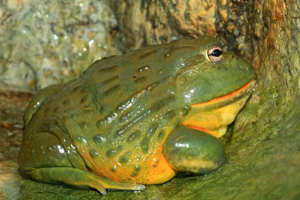 아프리카 bullfrog (pyxicephalus adspersus) — 스톡 사진