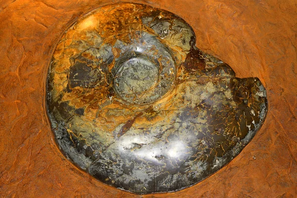 Subclassis ammonoidea 化石 — ストック写真