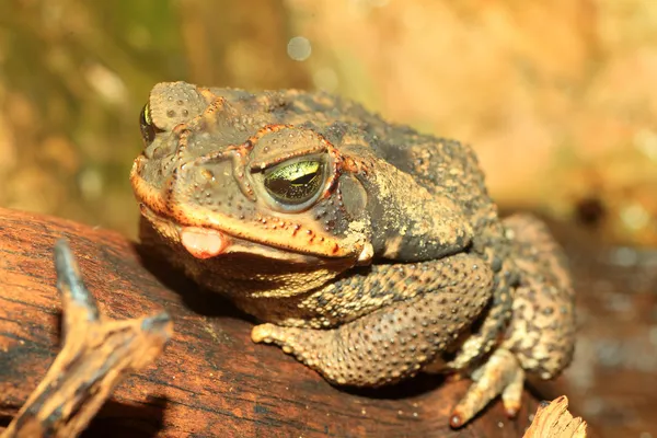 Rococo Toad (Bufo paracnemis) — Stock Photo, Image