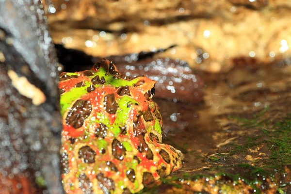 Argentinské rohatý žáby (ceratophrys ornata) — Stock fotografie