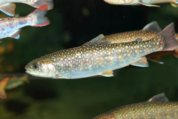 Carbón manchado (Salvelinus leucomaenis imbrius) en Japón — Foto de Stock