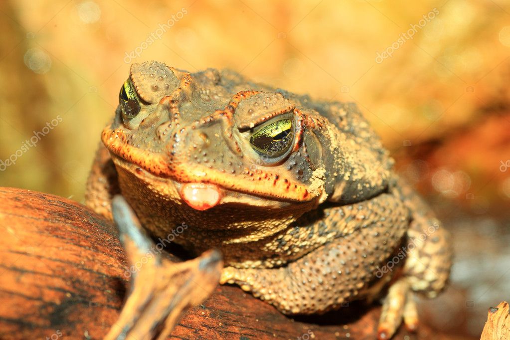Sapo rococó (Bufo paracnemis ) — Foto © feather0510 #47464685