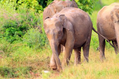 Asya fili (elephas maximus) udawalawe Milli Park, sri lanka