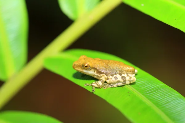 Лягушка из обычного часового стекла (Polypedates cruciger) в лесу Китулгала, Шри-Ланка — стоковое фото
