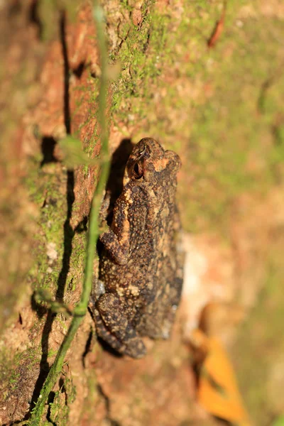 Карликовая жаба Келаарта (Adenomus kelaartii) в лесу Китулгала, Шри-Ланка — стоковое фото