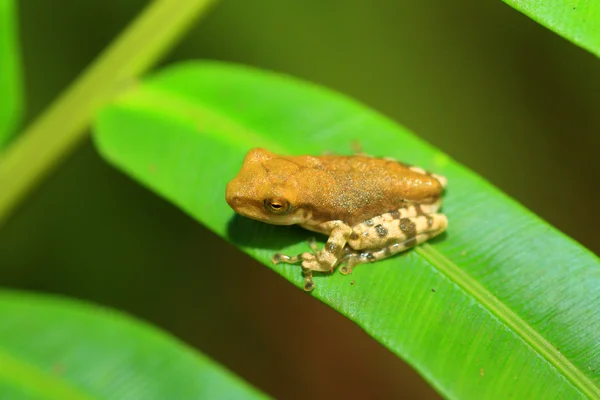 常见小时玻璃树蛙 （斑 cruciger） 在 kitulgala 森林里，斯里兰卡 — 图库照片