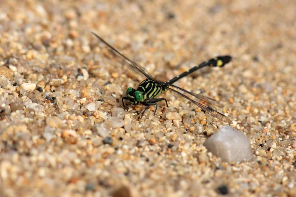 Stylurus oculatus libel in japan — Stockfoto