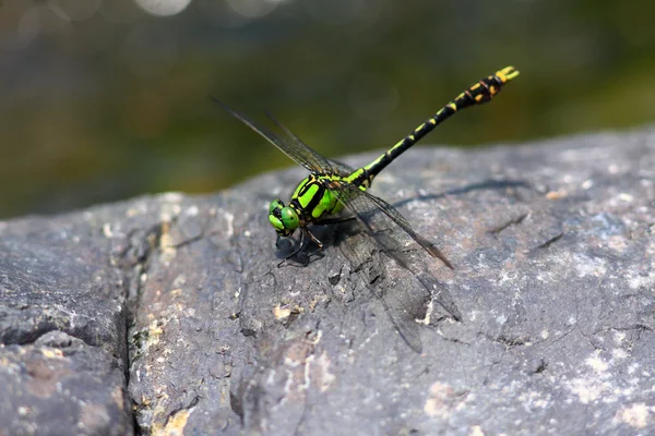 Nihonogomphus viridis libellule au Japon — Photo