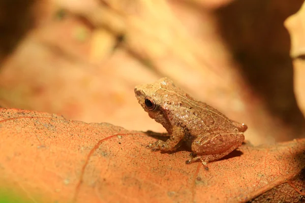 Σρι Λάνκα ενδημικός βάτραχος (pseudophilautus schneideri) στο δάσος kitulgala, Σρι Λάνκα — Φωτογραφία Αρχείου