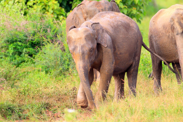 Asian elephant (Elephas maximus) in Udawalawe National Park, Sri Lanka