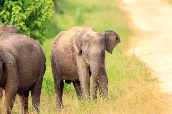 Asian elephant (Elephas maximus) in Udawalawe National Park, Sri Lanka — Stock Photo, Image