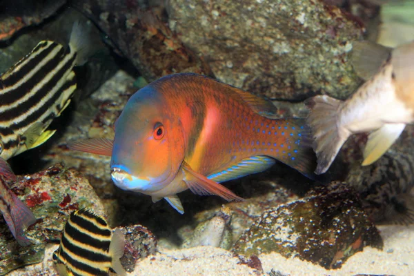 Scarbreast tuskfin (choerodon azurio) в Японії — стокове фото