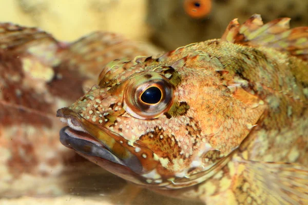 Falscher kelpfisch oder marmorierter steinfisch (sebastiscus marmoratus) in japan — Stockfoto