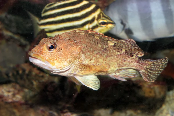 虚假的 kelpfish 或大理石的石斑鱼 (褐菖鲉） 在日本 — 图库照片