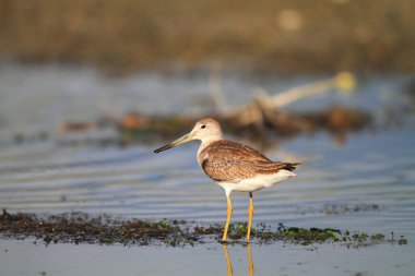 nordmann's veya benekli greenshank (tringa guttifer), Japonya