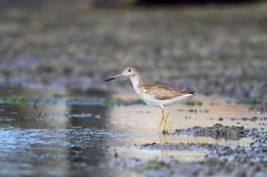 nordmann's veya benekli greenshank (tringa guttifer), Japonya
