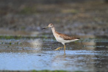 nordmann's veya benekli greenshank (tringa guttifer), Japonya