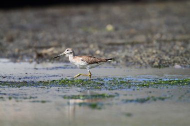 nordmann's veya benekli greenshank (tringa guttifer), Japonya