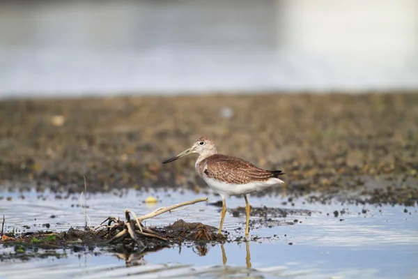 燕鸥或斑点的 greenshank (鹬 guttifer) 在日本 — 图库照片