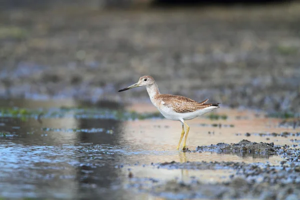 燕鸥或斑点的 greenshank (鹬 guttifer) 在日本 — 图库照片