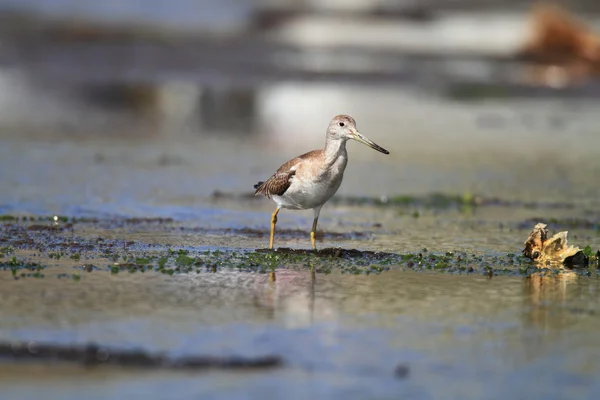 De Nordmann of gevlekte Groenpootruiter (tringa guttifer) in japan — Stockfoto