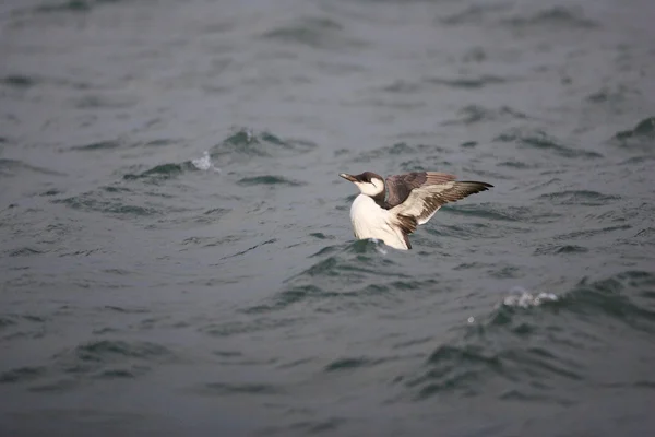 Common Murre (Uria aalge) in Japan — Stock Photo, Image