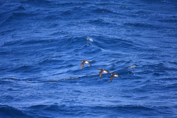 Густий виставлений рахунок murre — стокове фото