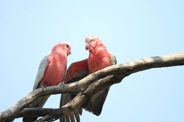 Galah (Eolophus roseicapilla) in Australia — Foto Stock