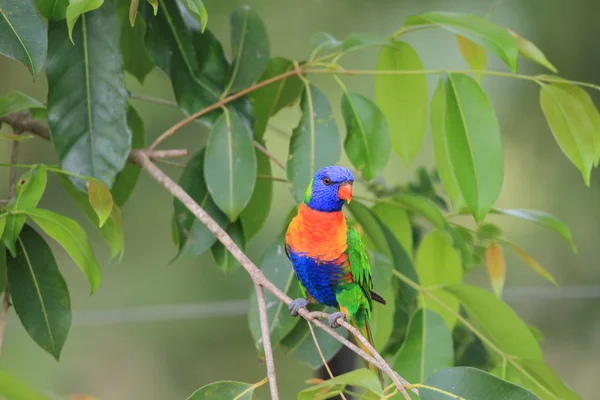 Duha mnohobarvý (trichoglossus haematodus) v cainrs, Austrálie — Stock fotografie