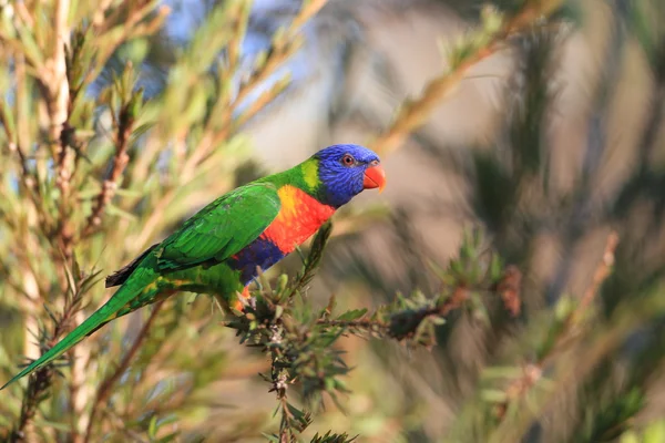 彩虹澳洲鹦鹉 （trichoglossus haematodus） 在 cainrs，澳大利亚 — 图库照片