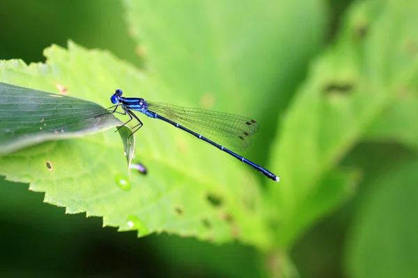 Platycnemis echigoana damselfly in Japan — Stock Photo, Image