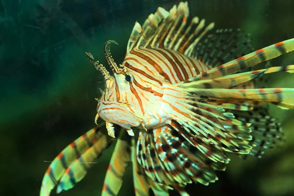 Luna lionfish (Pterois lunulata) in Japan Royalty Free Stock Images