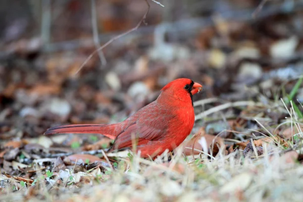 Cardeal do Norte (Cardinalis cardinalis floridanus) na Flórida, América do Norte — Fotografia de Stock