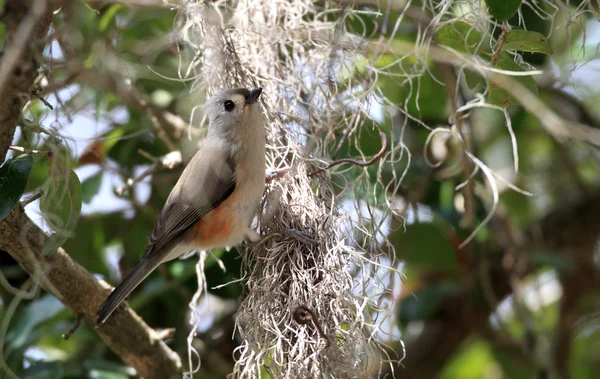 Tufted Titmouse (Baeolophus bicolor) in Florida, North America — Stock Photo, Image