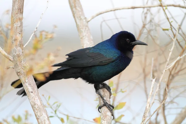 Grackle-de-cauda-de-barco (Quiscalus major westoni) na Flórida, América do Norte — Fotografia de Stock