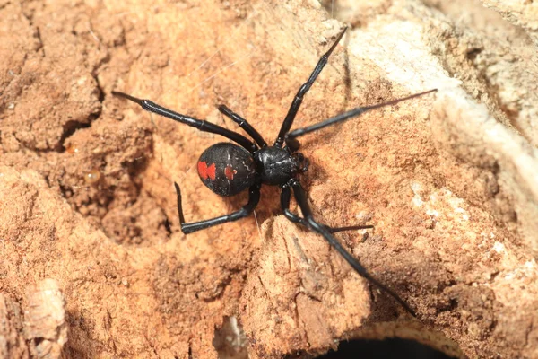 Araignée veuve à dos rouge (Latrodectus hasseltii) au Japon — Photo