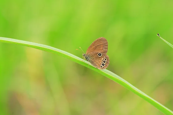 The False Ringlet butterfly (Coenonympha edippus) в Японии — стоковое фото