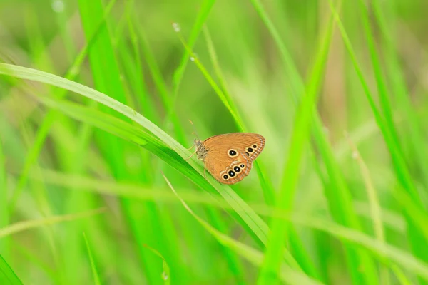 Motyl fałszywe Przestrojnik trawnik (coenonympha oedippus) w Japonii — Zdjęcie stockowe