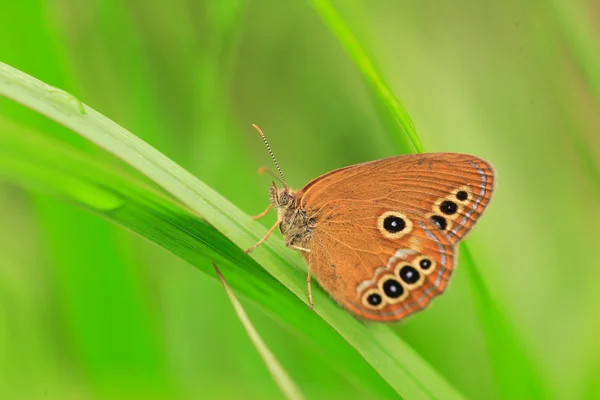 Falsk luktgräsfjäril fjäril (coenonympha oedippus) i japan — Stockfoto