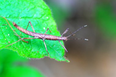 böcekler (neohirasea japonica) Japonya'da sopa