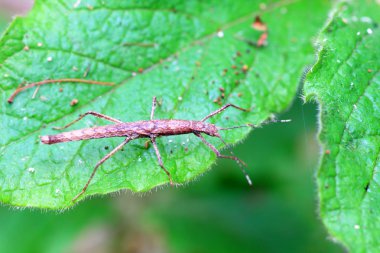 böcekler (neohirasea japonica) Japonya'da sopa
