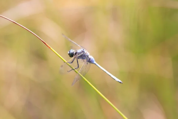 Orthetrum poecilops miyajimaense libélula no Japão — Fotografia de Stock